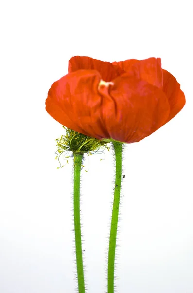 Fragiele Bloei Van Een Papaver — Stockfoto