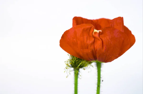 Bräcklig Blomning Vallmo — Stockfoto