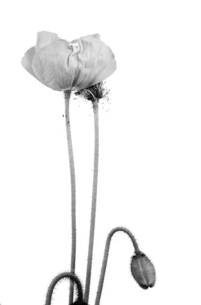 Fragiele Bloei Van Een Papaver — Stockfoto