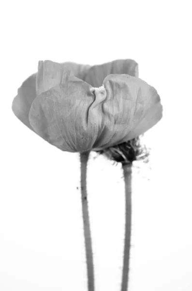 ケシの壊れやすい花 — ストック写真