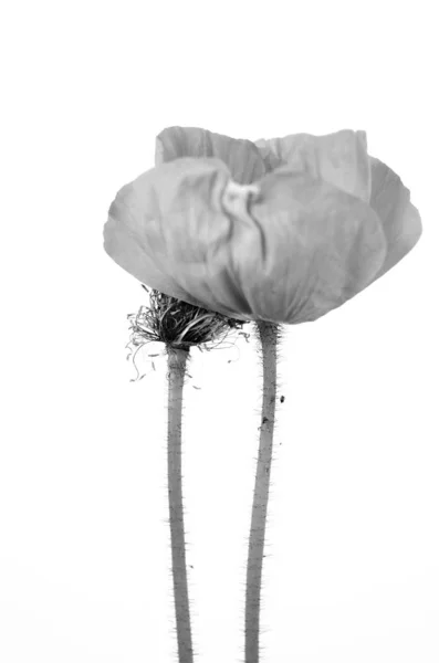 Fragiele Bloei Van Een Papaver — Stockfoto