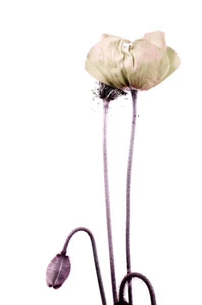 Fragiele Bloei Van Een Papaver — Stockfoto