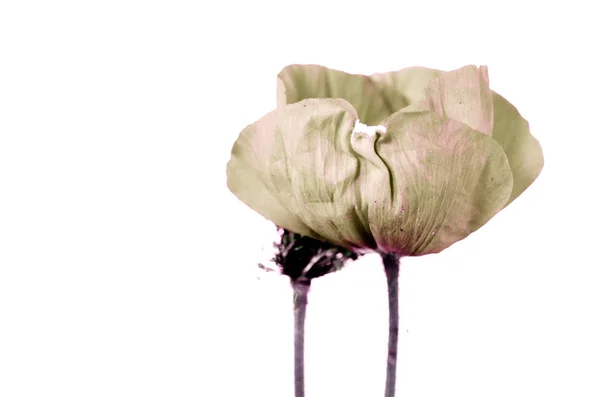 Fragiele Bloei Van Een Papaver — Stockfoto