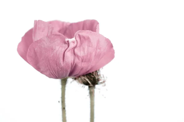 Fragiele Bloei Van Een Papaver — Stockfoto