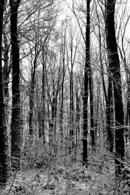 Kışın atmosferik orman