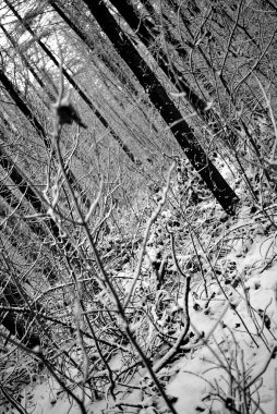 Kışın atmosferik orman