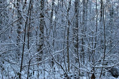 Kışın atmosferik orman