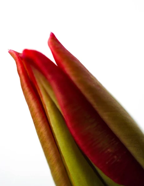 Fragile Fiore Tulipano Giovane Non Aperto — Foto Stock