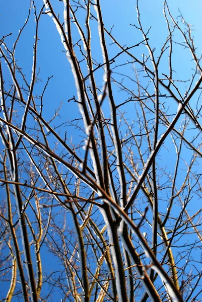 Forêt Allemande Hiver — Photo