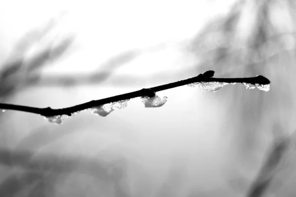 German Forest Winter — Stock Photo, Image