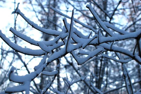 Foresta Atmosferica Inverno — Foto Stock