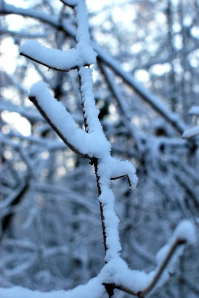 Foresta Atmosferica Inverno — Foto Stock