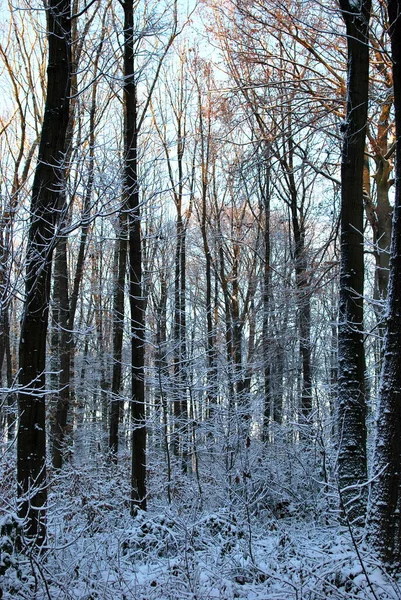 Atmospheric Forest Winter — Stock Photo, Image