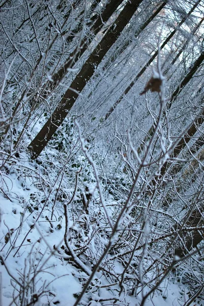Atmosfärisk Skog Vintern — Stockfoto