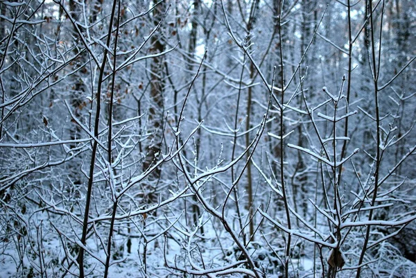 Atmosfärisk Skog Vintern — Stockfoto