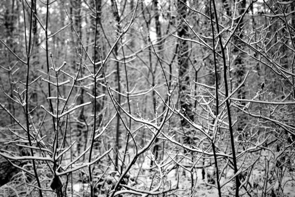 Atmosferisch Bos Winter — Stockfoto