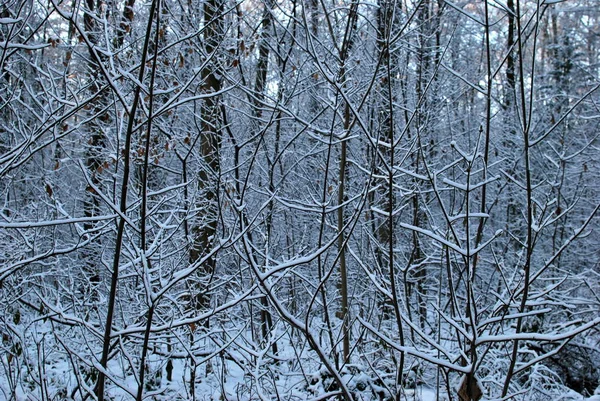 Atmosfärisk Skog Vintern — Stockfoto