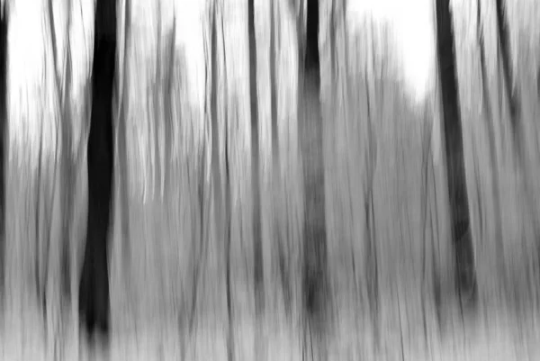 Abstract Dreamy Forest Landscape — Stock Photo, Image
