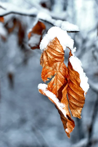 Атмосферний Ліс Взимку — стокове фото
