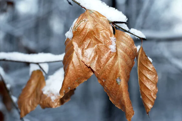 Bosque Atmosférico Invierno — Foto de Stock