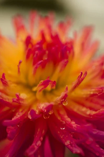Kwiat Czerwonej Dahlii — Zdjęcie stockowe