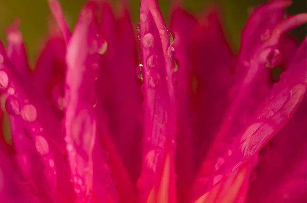 Fioritura Una Dalia Rossa — Foto Stock