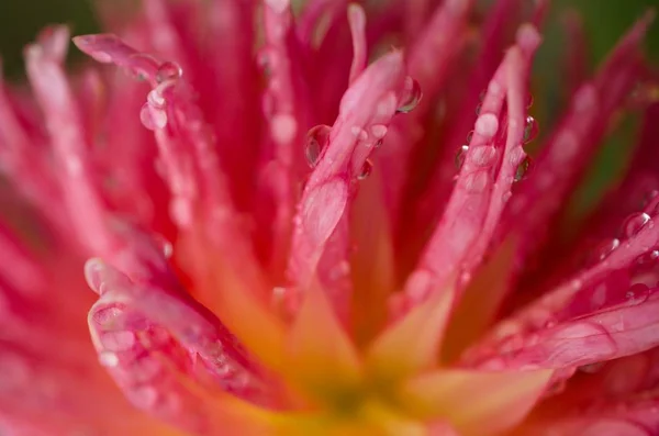 Kwiat Czerwonej Dahlii — Zdjęcie stockowe