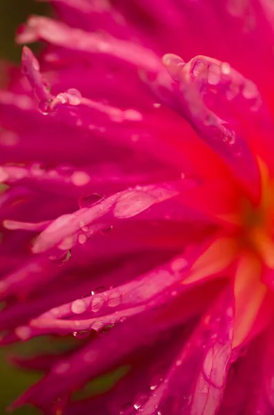 赤いダリアの花を咲かせ — ストック写真