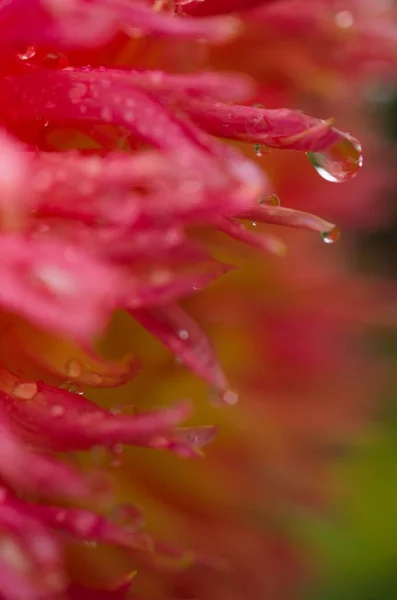 赤いダリアの花を咲かせ — ストック写真