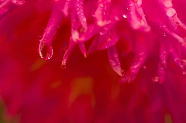 赤いダリアの花を咲かせ — ストック写真