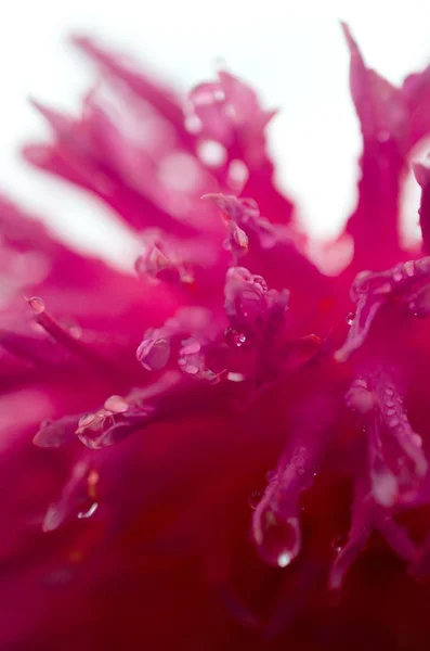 赤いダリアの花を咲かせ — ストック写真