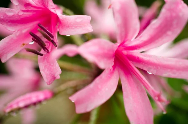 Květ Růžové Lilie — Stock fotografie
