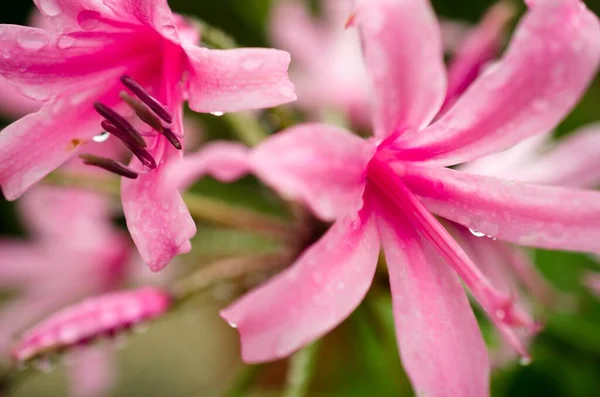 Flor Del Lirio Rosado —  Fotos de Stock