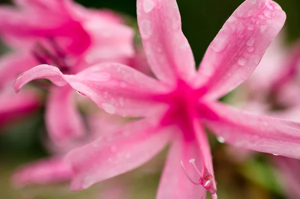 Květ Růžové Lilie — Stock fotografie