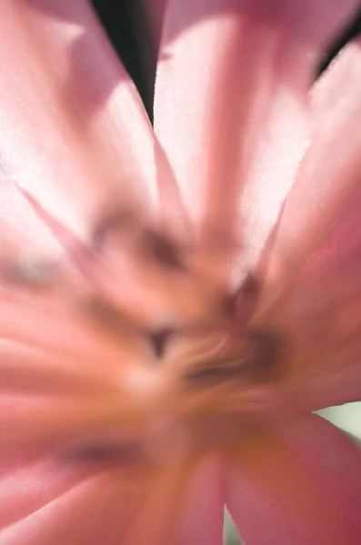 Красноватые Цветы Великолепной Лилии — стоковое фото
