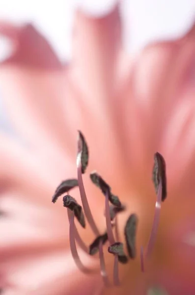 見事なユリの赤花 — ストック写真