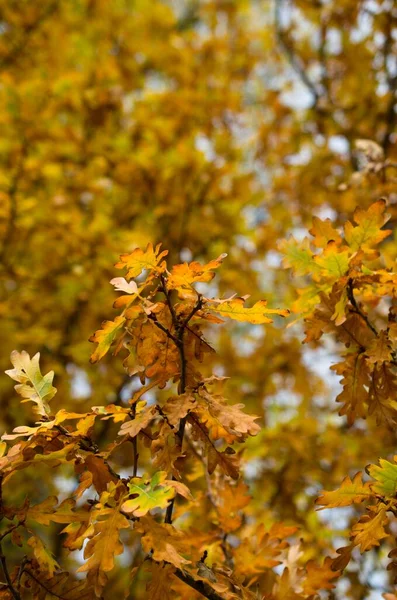 紅葉の森の秋の気分 — ストック写真
