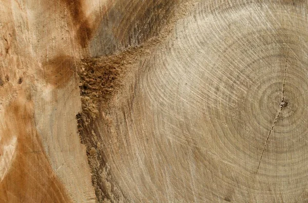 Tree Slice Felled Tree — Stock Photo, Image