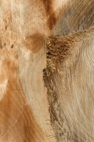 tree slice of a felled tree