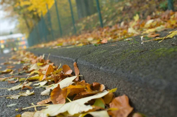 紅葉の森の秋の気分 — ストック写真