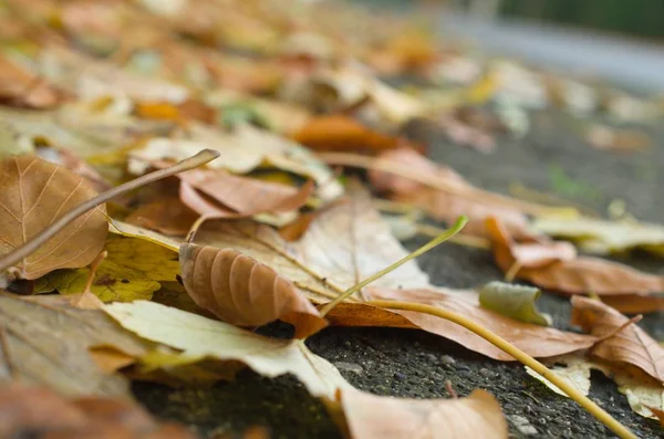紅葉の森の秋の気分 — ストック写真