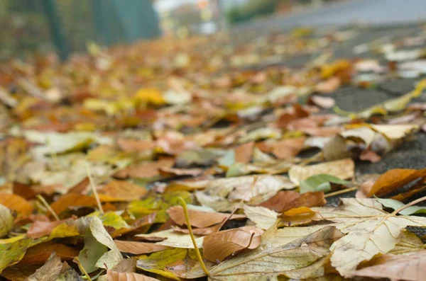 Humeur Automnale Dans Forêt Aux Feuilles Brunes — Photo