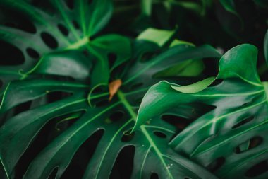 Seçici odak, tropikal yaz canavarı bitki yaprağı arka planını kapattı.