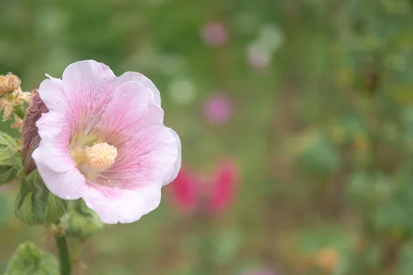Селективный фокус розового цветка космоса в саду с солнечным светом с копипространством . — стоковое фото