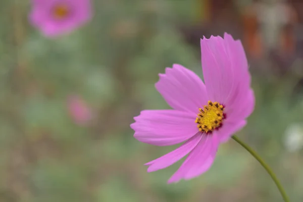 Selective focus of pink cosmos flower in garden with sunlight with copyspace. — Stock Photo, Image