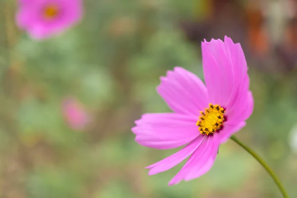 Селективный фокус розового цветка космоса в саду с солнечным светом с копипространством . — стоковое фото