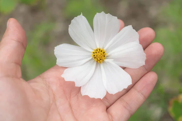 Селективный фокус белого космоса цветок в руке соприкосновение с солнечным светом с копипространством . — стоковое фото