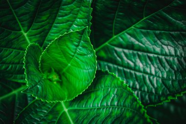 Seçici odak, tropikal bitki yaprağı arkaplanını kapattı.