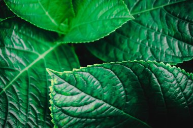 Seçici odak, tropikal bitki yaprağı arkaplanını kapattı.