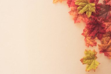 Sarı pastel renkte sonbahar akçaağaç yaprağının üst görünümü klasik tarz ton soyut arkaplan.